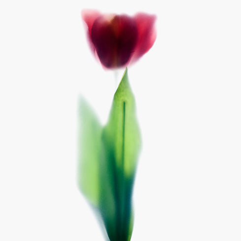 Pink Tulips Art Print Set