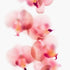 Baby Pink Orchids Floral Art Print
