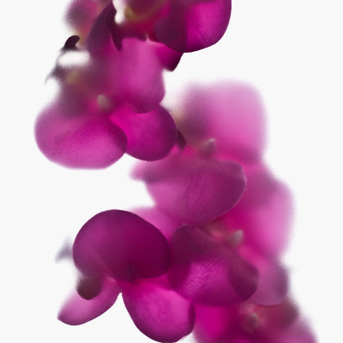 Magenta Orchids Floral Art Print