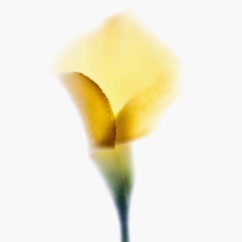 Yellow Calla Lily Floral Art Print