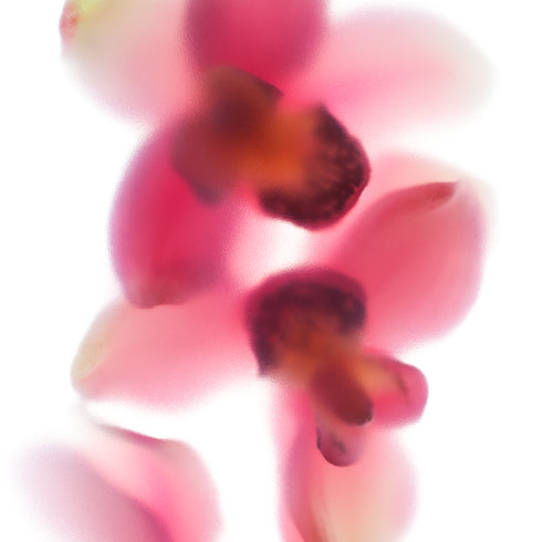 Pink Orchid Trio Floral Art Print