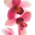 Pink Orchid Trio Floral Art Print