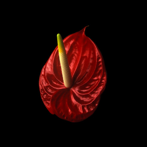 Anthurium I - Floral Art Prints