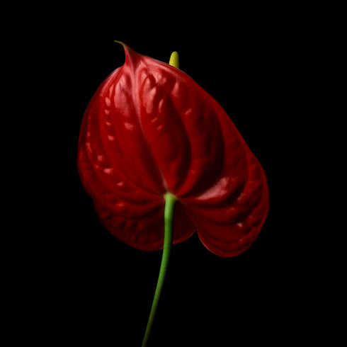 Anthurium II - Floral Art Prints