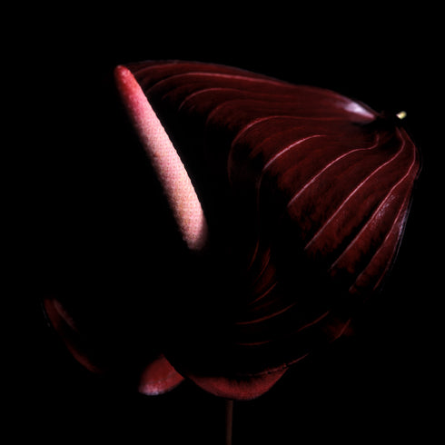 Anthurium III - Floral Art Prints