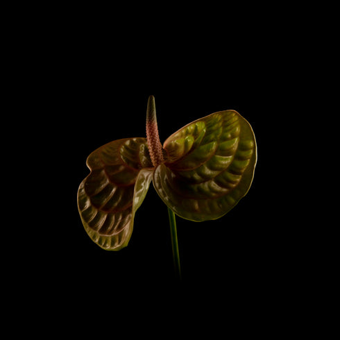 Green Anthurium I - Floral Art Prints