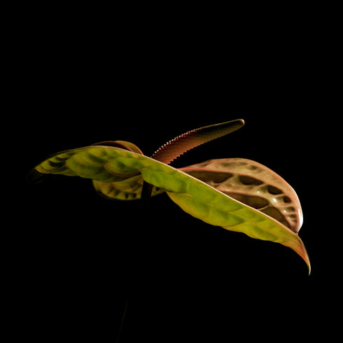 Green Anthurium III - Floral Art Prints