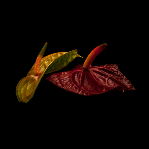 DUO Anthurium I - Floral Art Prints