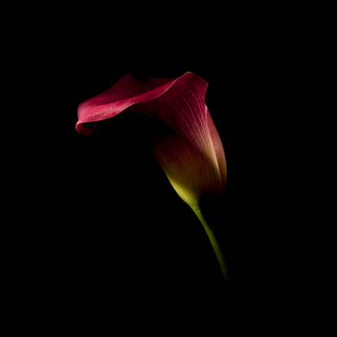 Calla Lilies II - Floral Art Prints