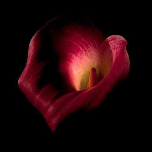 Calla Lilies III - Floral Art Prints