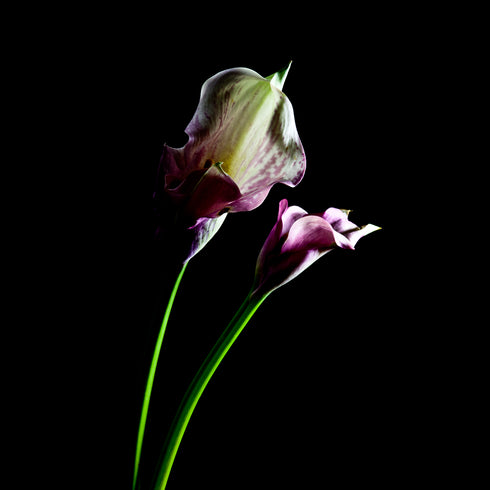 Duo Calla Lilies I - Floral Art Prints