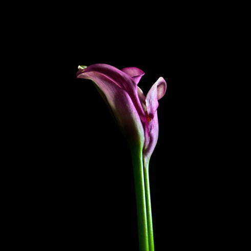 Pink Calla Lily I - Floral Art Prints