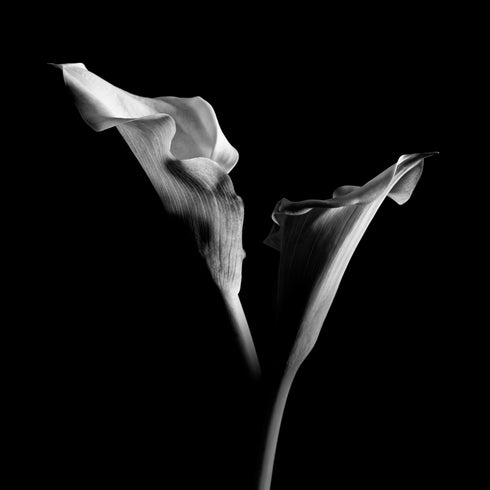 B&W Calla Lilies - Floral Art Prints