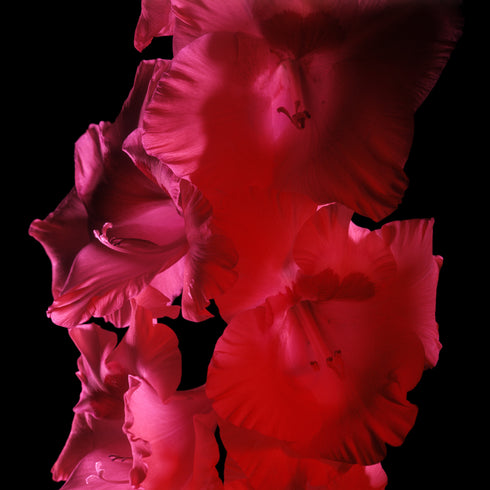 Pink Gladiolus - Floral Art Prints