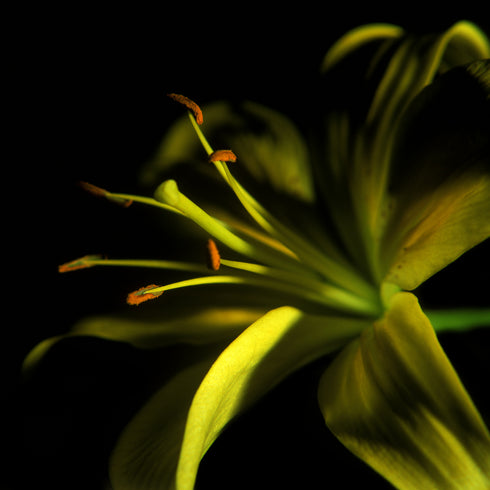 Yellow Lily - Floral Art Prints