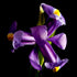 Purple Iris III - Floral Art Prints