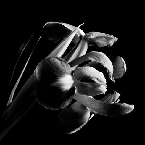 B&W Iris I - Floral Art Prints