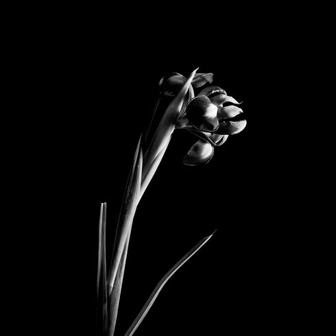 B&W Iris II - Floral Art Prints