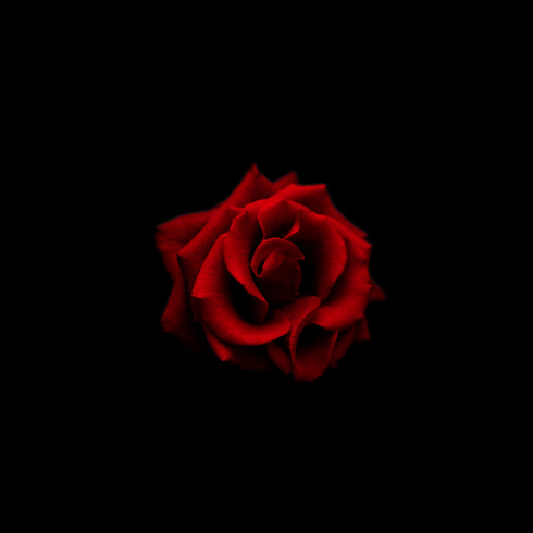 Red Rose II - Floral Art Prints