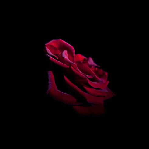 Pink Rose I - Floral Art Prints