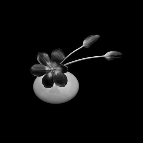 Tulips in a vase - Floral Art Prints