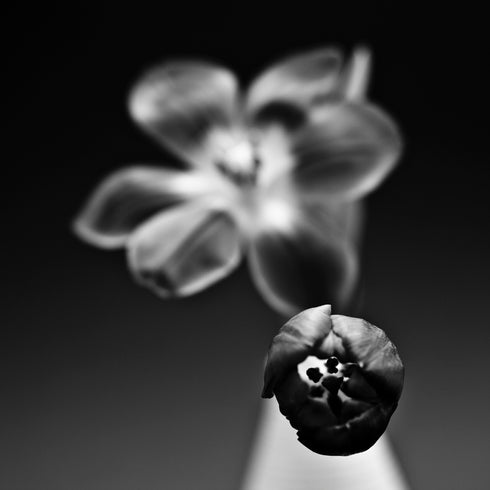 Tulips in a vase II - Floral Art Prints