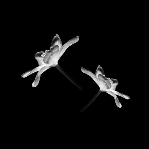 Duo Tulips - Floral Art Prints