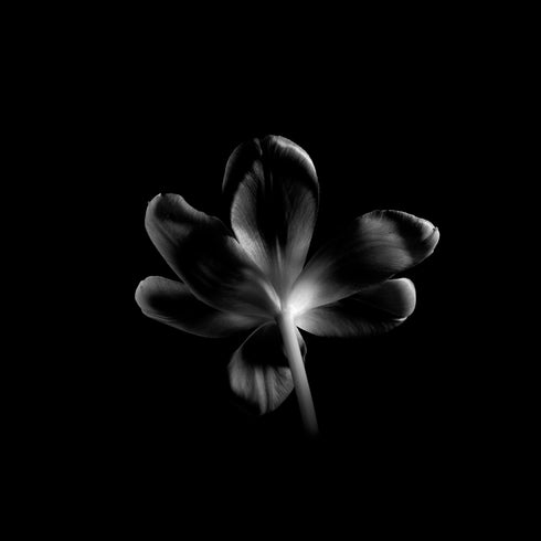 B&W Tulip - Floral Art Prints