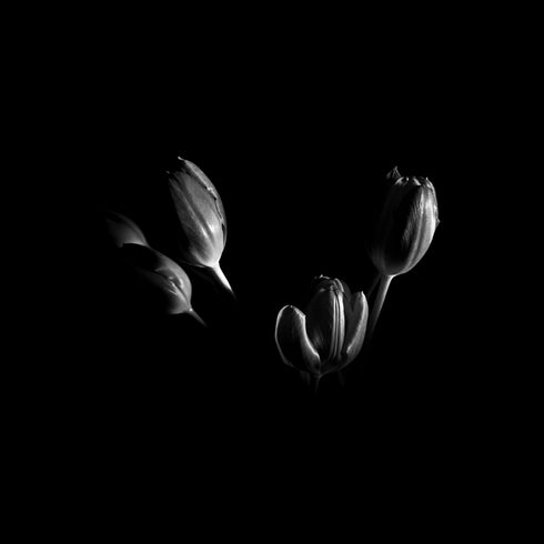 B&W Tulips - Floral Art Prints