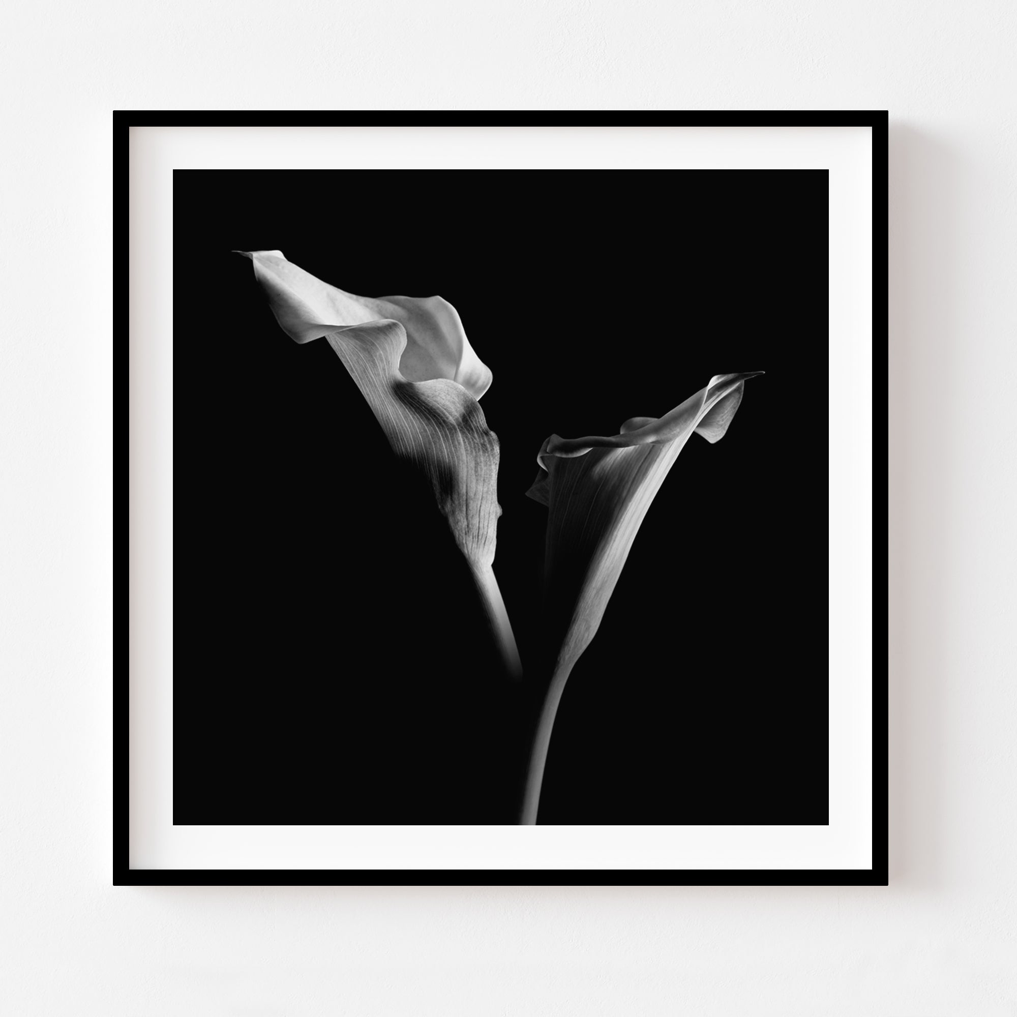 black and white calla lily wall art B&W Calla Lilies Wall Art Print